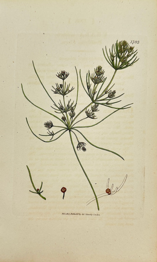 Antique Botanical Print - James Sowerby - Chara Nidifica - Nidifying Chara - F1