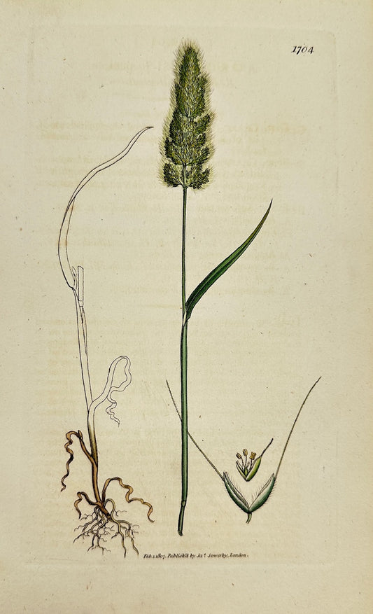 Antique Botanical Print - Sowerby - Agrostis Panicea - Panicled Agrostis - F1