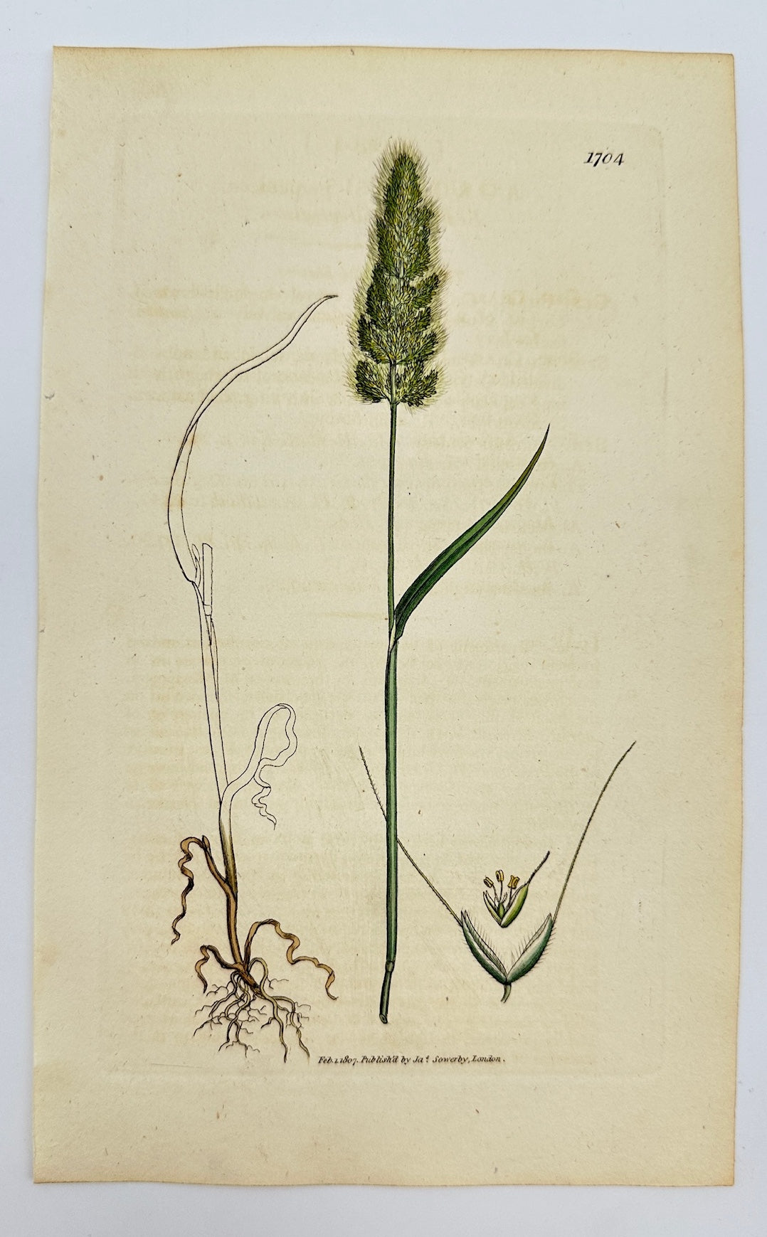 Antique Botanical Print - Sowerby - Agrostis Panicea - Panicled Agrostis - F1