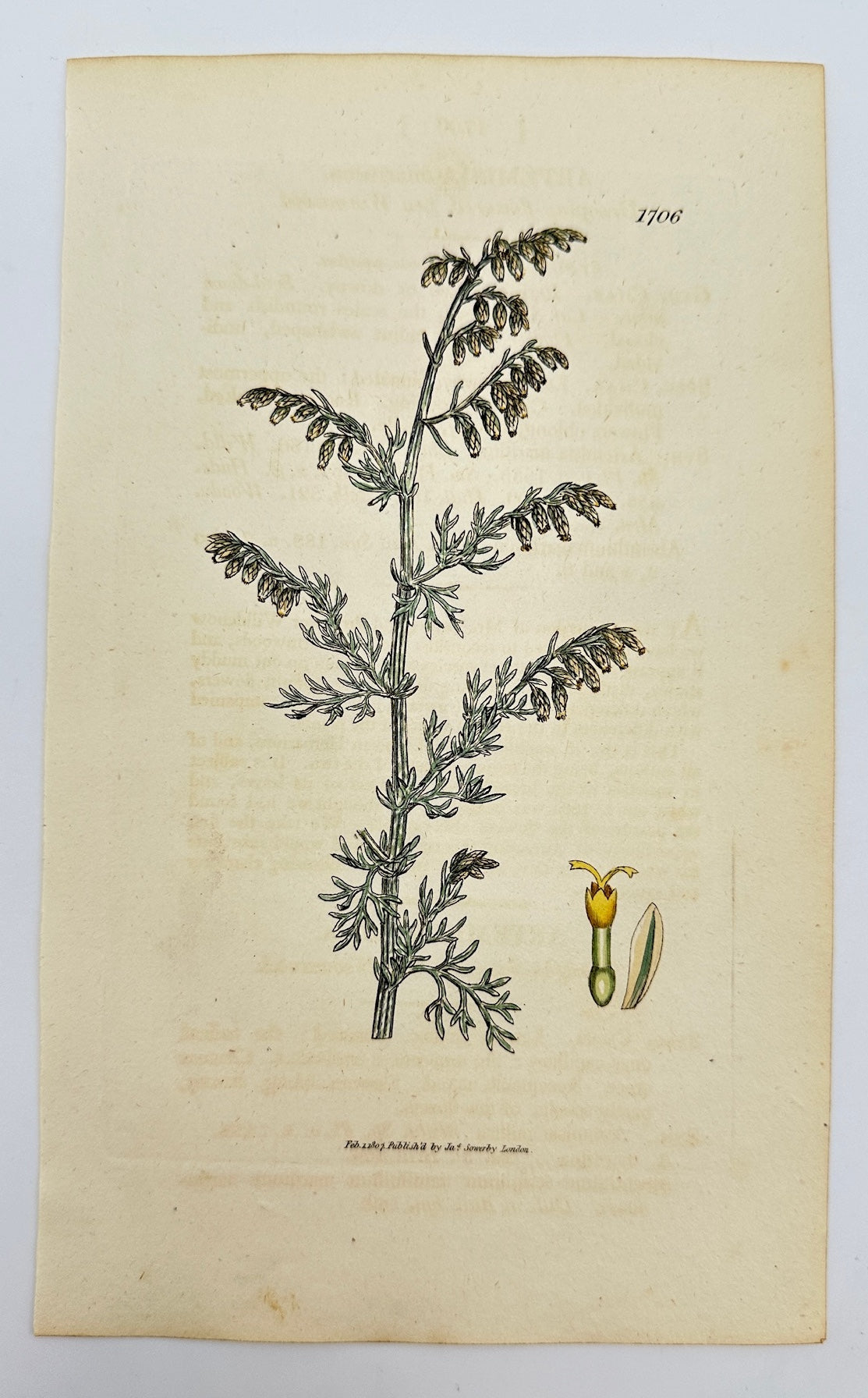 Antique Botanical Print - Sowerby - Artemisia Maritima - Sea Wormwood - F1