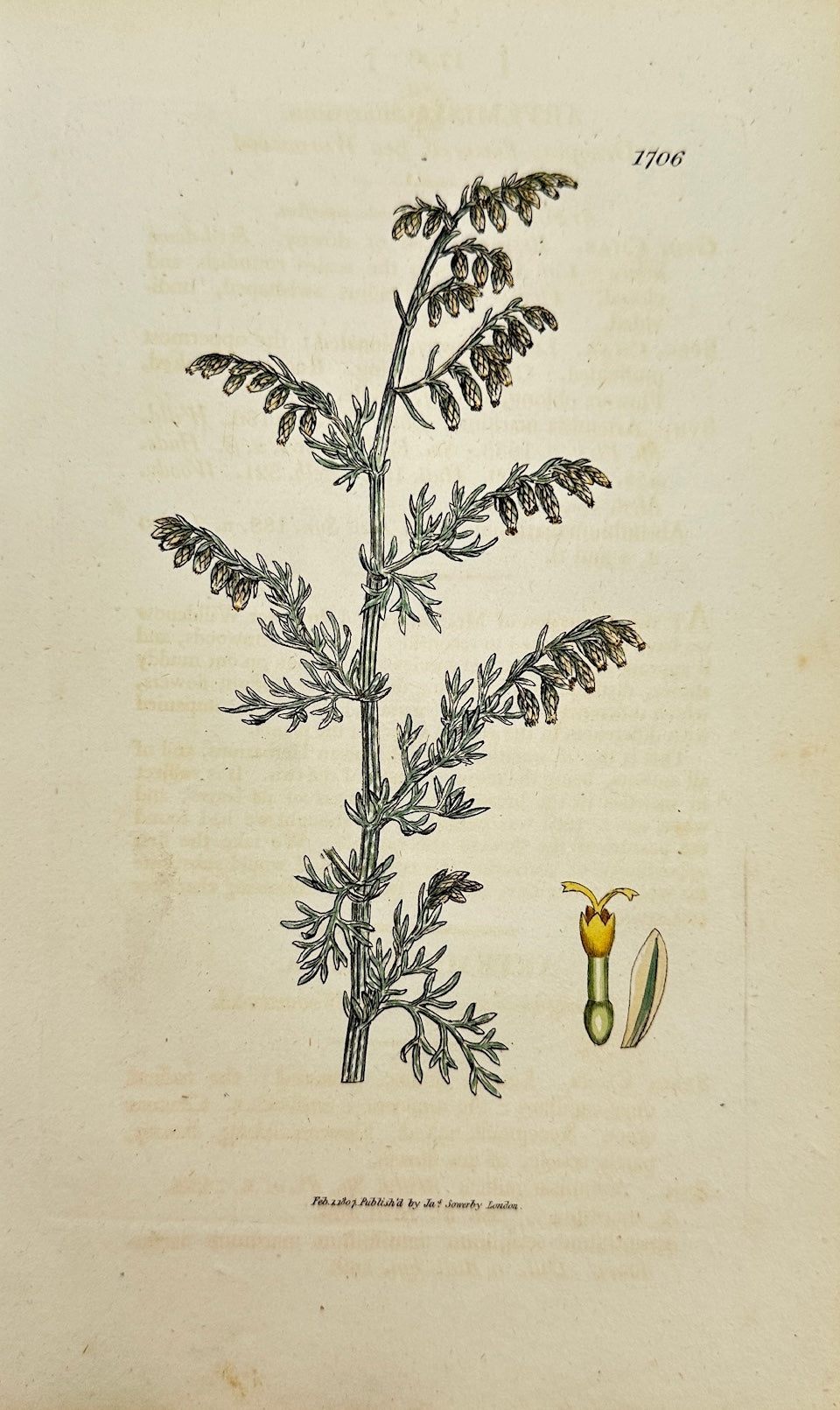 Antique Botanical Print - Sowerby - Artemisia Maritima - Sea Wormwood - F1