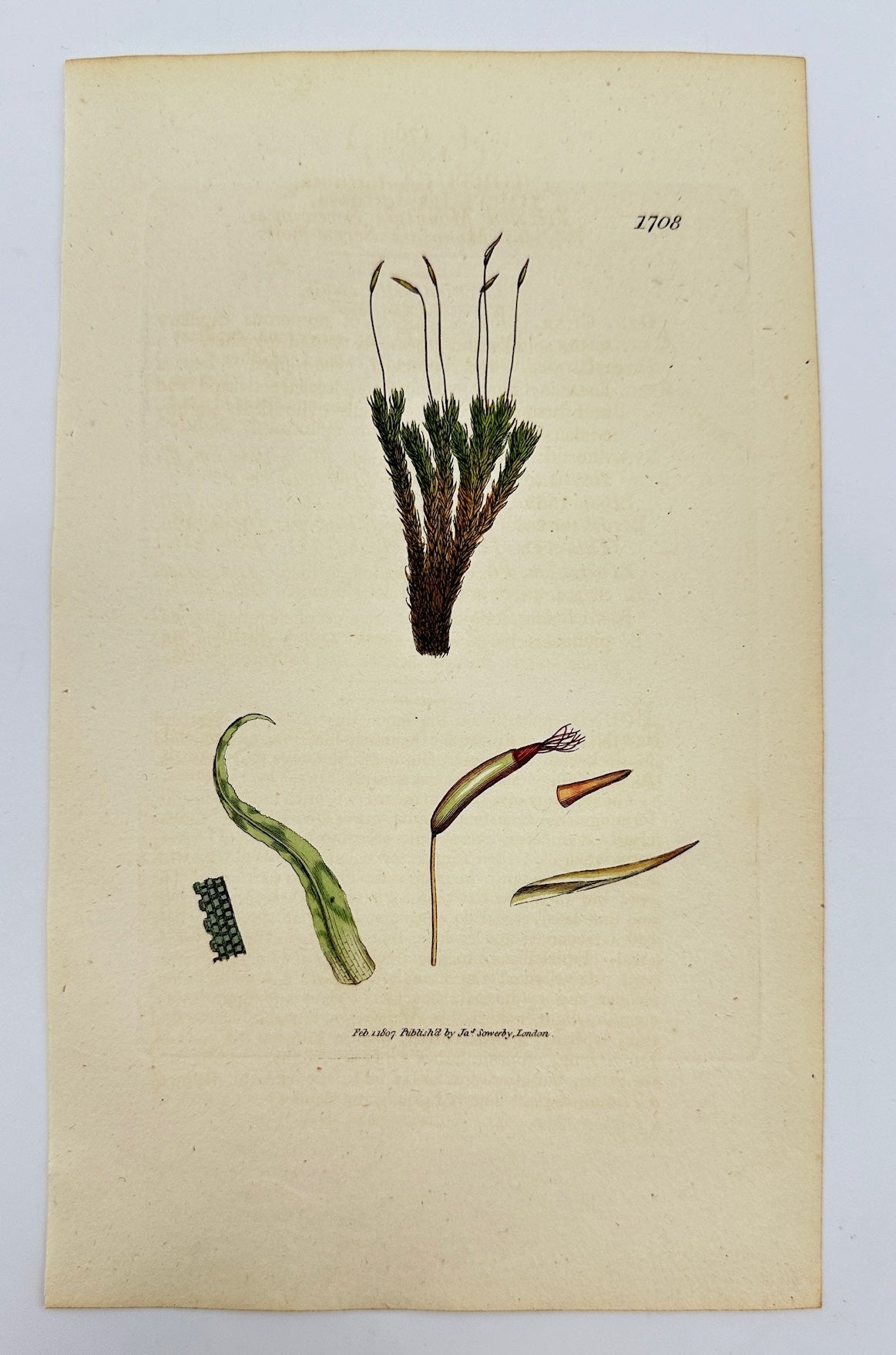 Antique Print - James Sowerby - Tortula Tortuosa - Twisted Tortula - F1