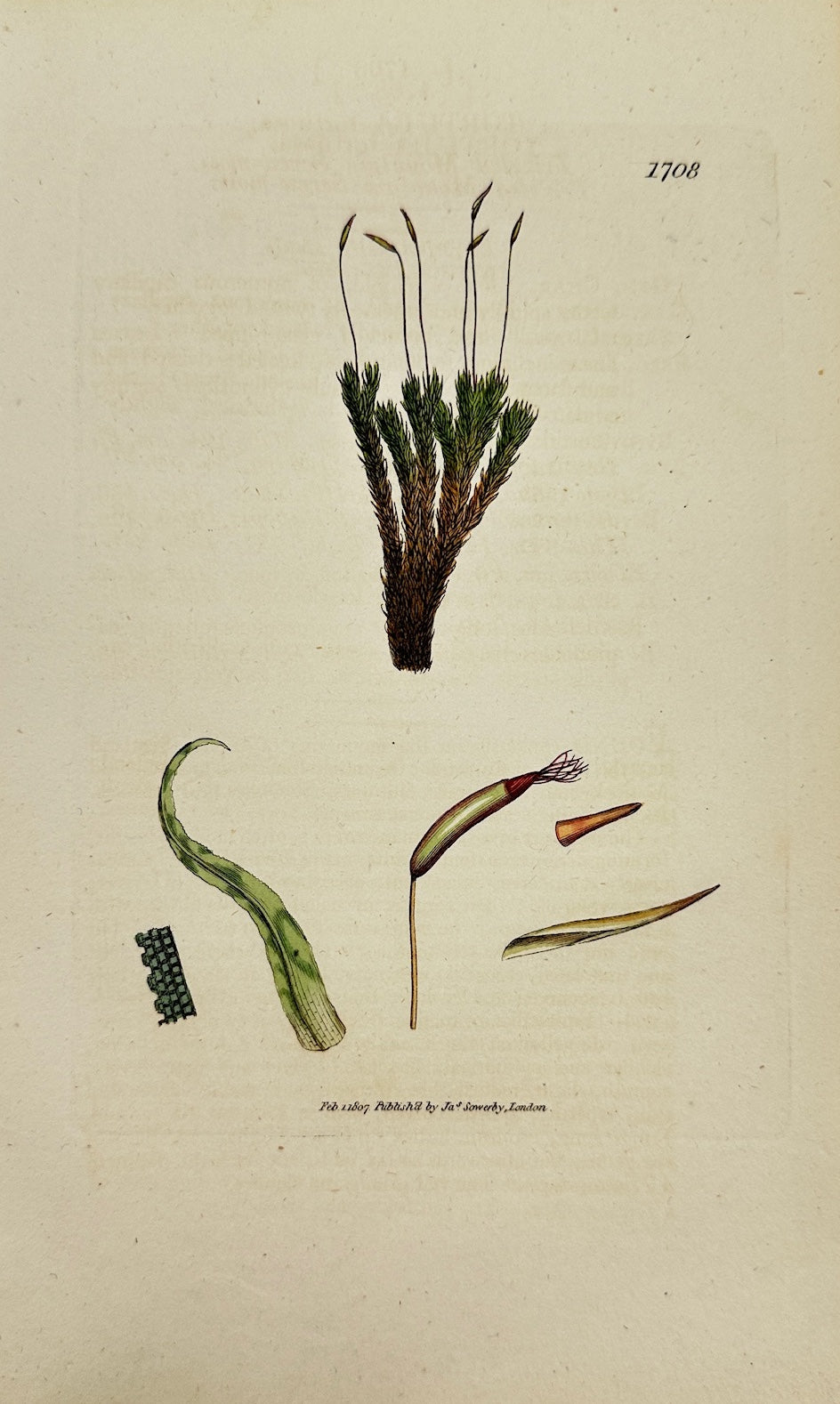 Antique Print - James Sowerby - Tortula Tortuosa - Twisted Tortula - F1