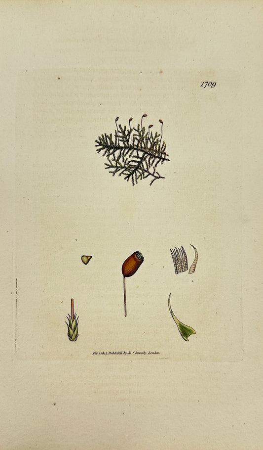 Antique Print - James Sowerby - Hypnum Squarrosulum - Squared Scale Moss - F1