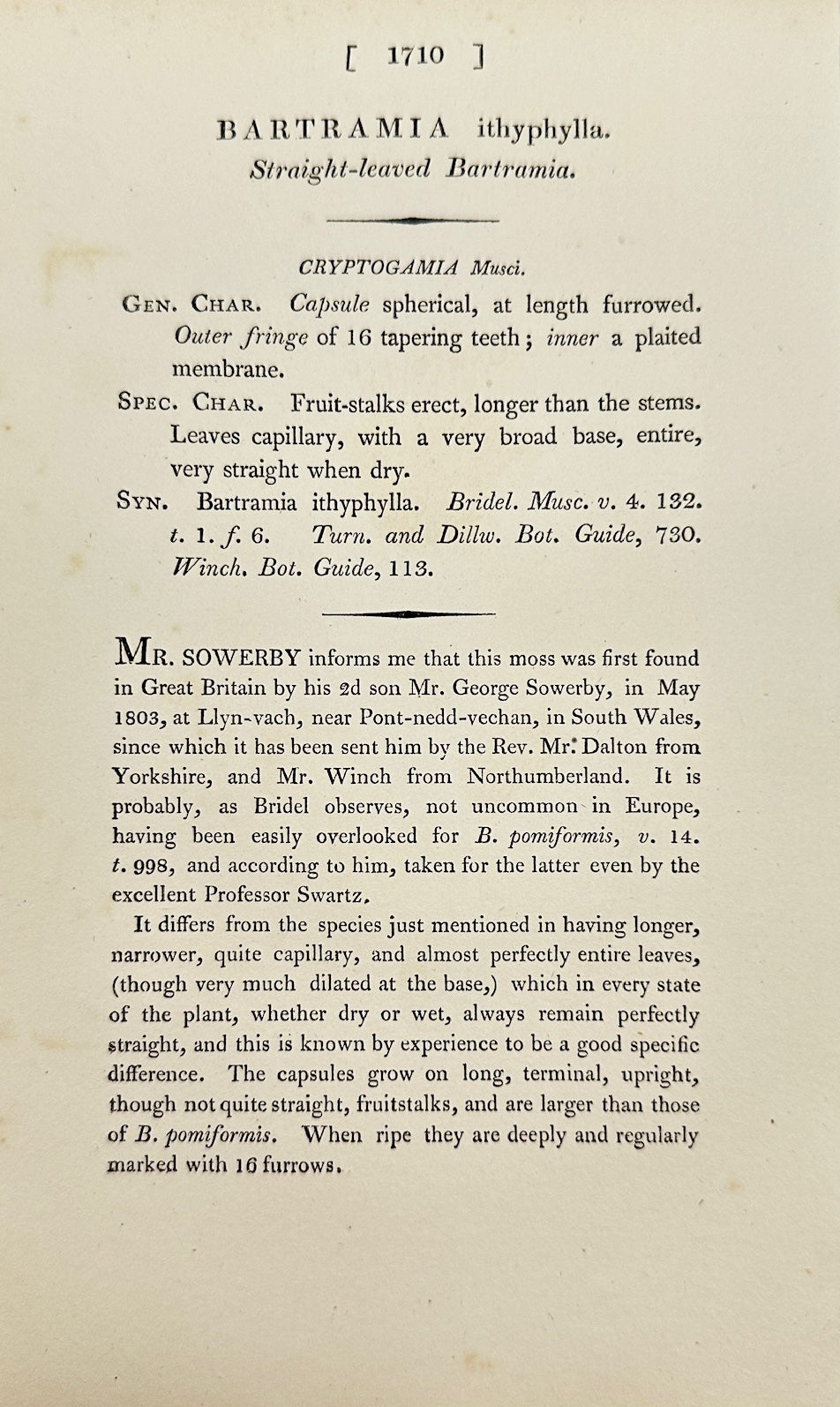 Antique Print - Sowerby - Bartramia Ithyphylla - Slender-leaved Bartramia - F1