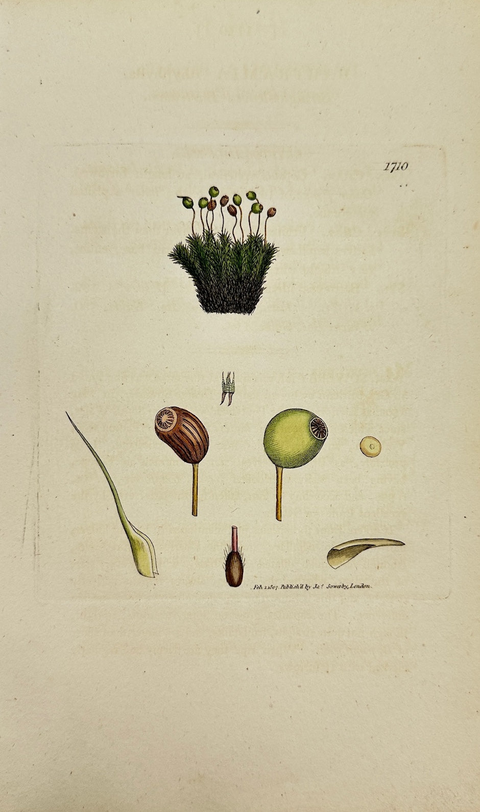 Antique Print - Sowerby - Bartramia Ithyphylla - Slender-leaved Bartramia - F1