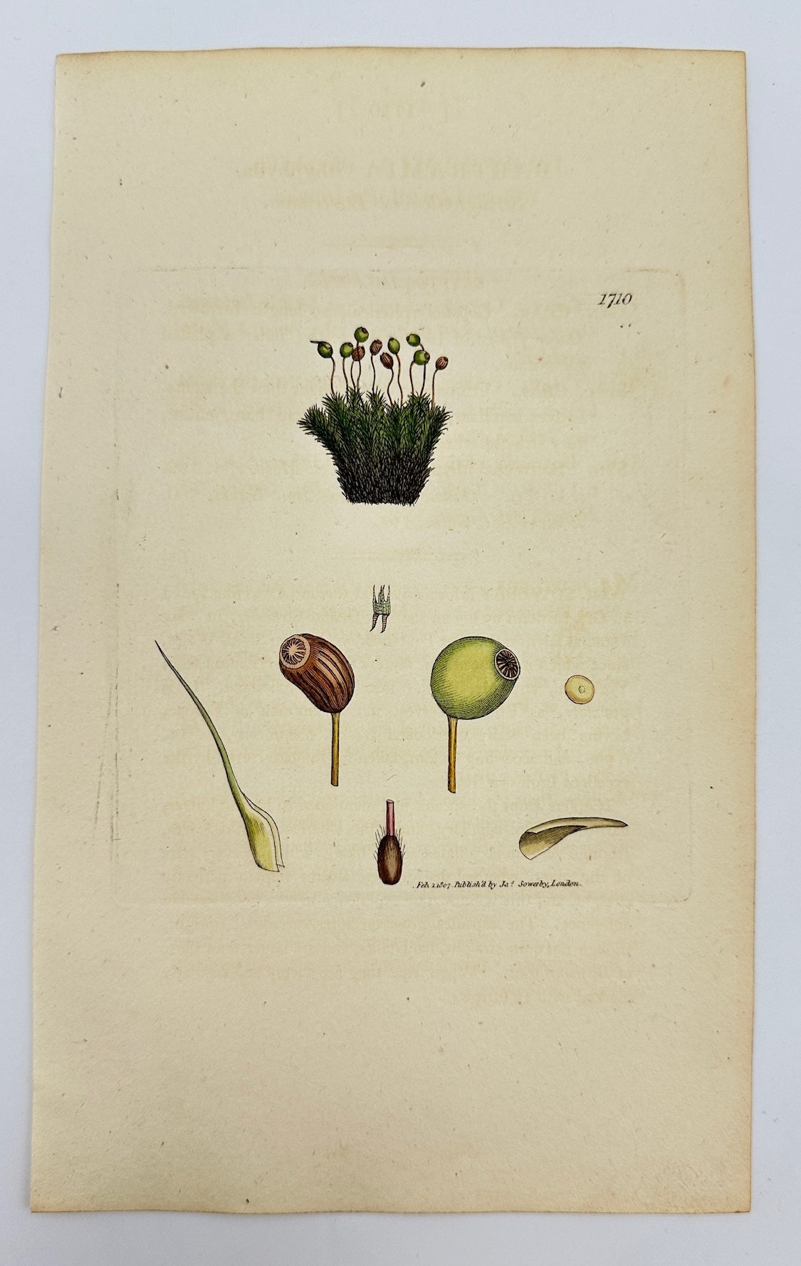 Antique Print - Sowerby - Bartramia Ithyphylla - Slender-leaved Bartramia - F1