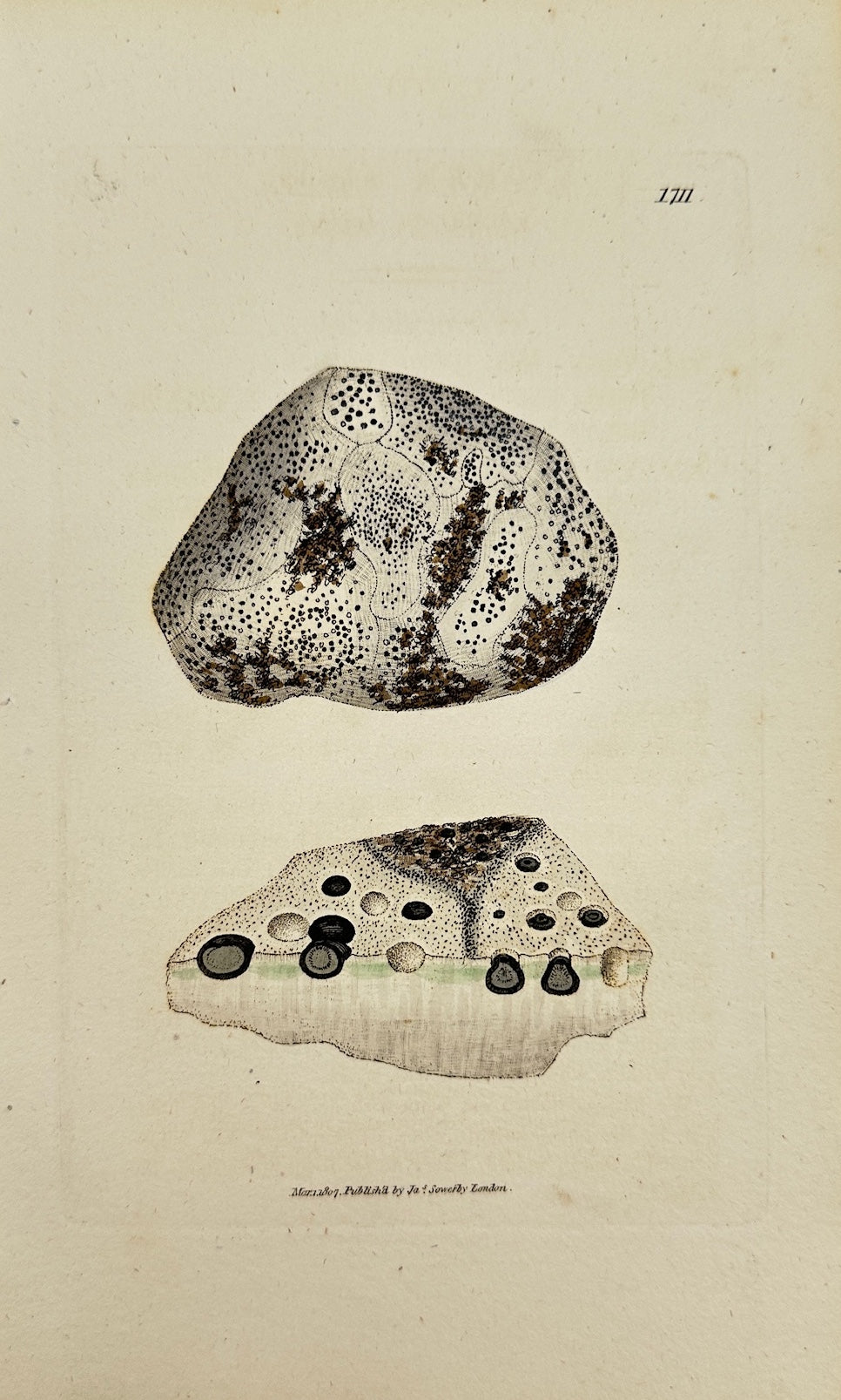 Antique Print - James Sowerby - Lichen Schraderi - Schraderian Lichen - F1