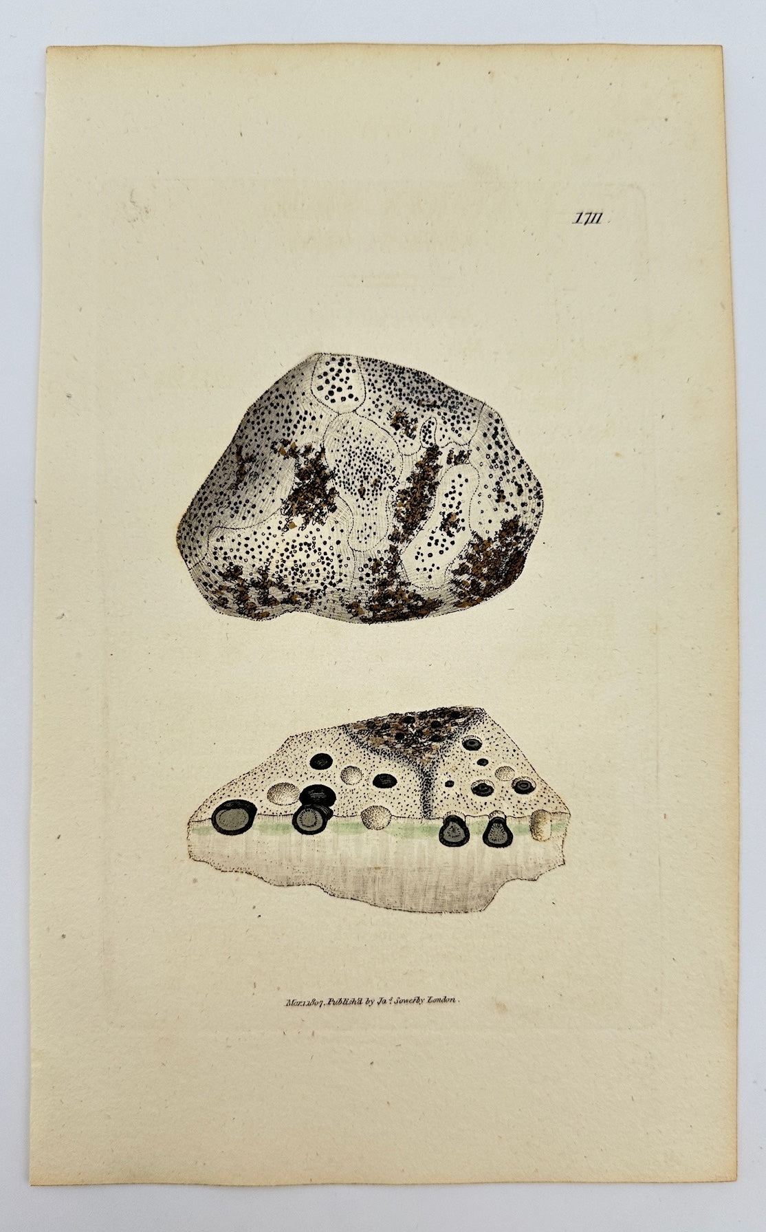 Antique Print - James Sowerby - Lichen Schraderi - Schraderian Lichen - F1