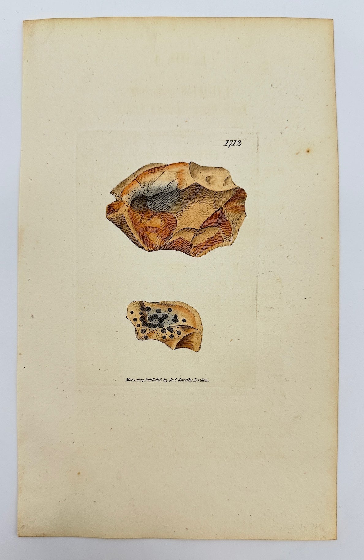 Antique Print - James Sowerby - Lichen Coarctatus - Coarctate Lichen - F1