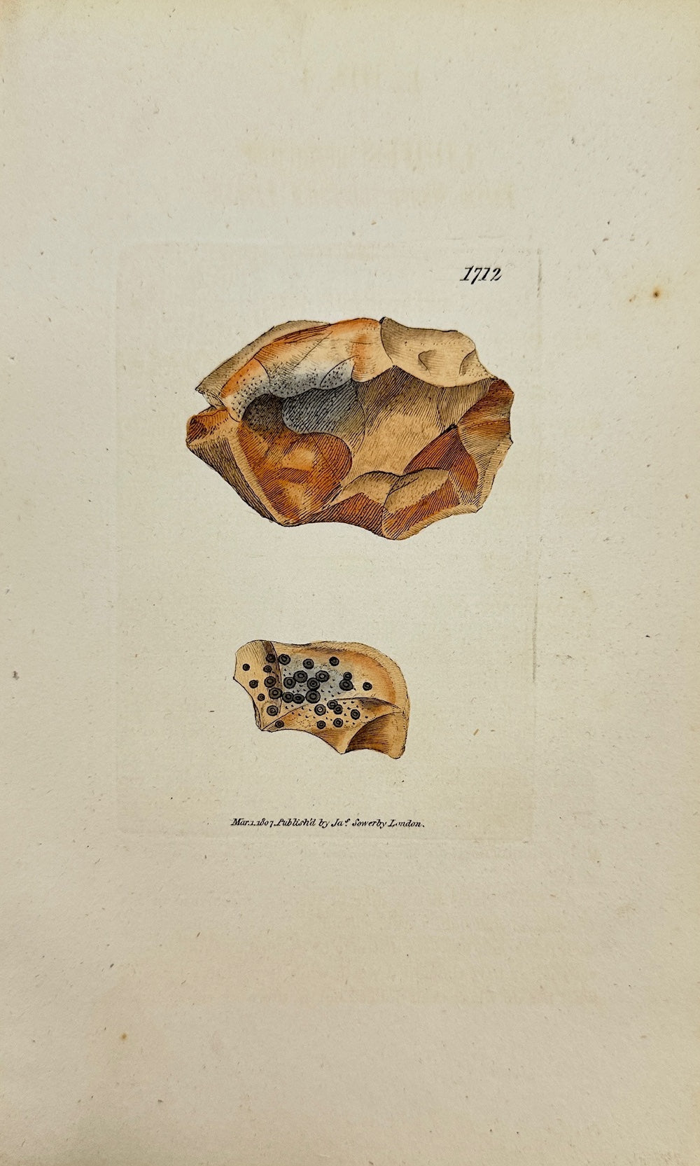 Antique Print - James Sowerby - Lichen Coarctatus - Coarctate Lichen - F1