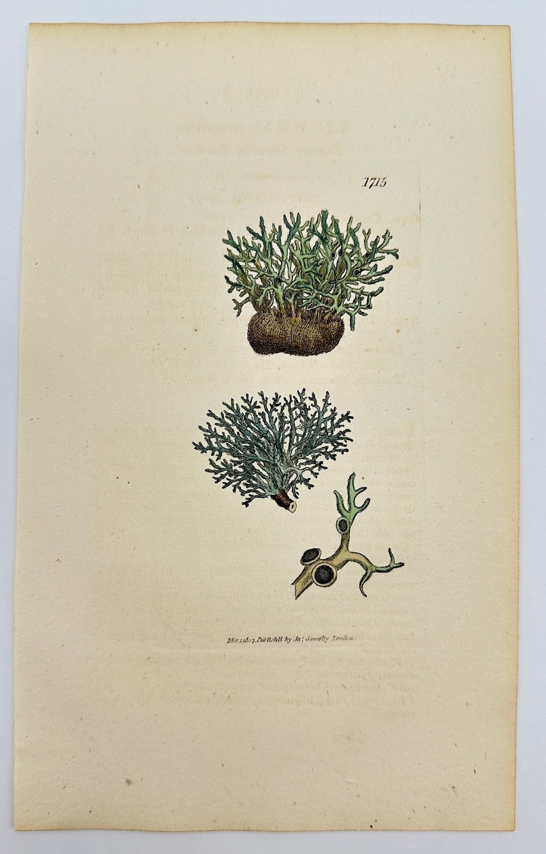 Antique Print - James Sowerby - Lichen Atlanticus - Atlantic Lichen - F1