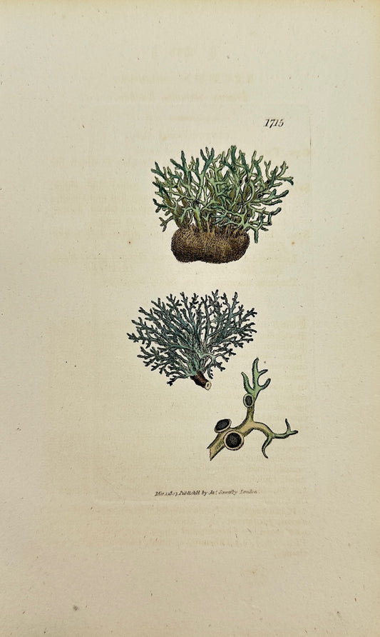 Antique Print - James Sowerby - Lichen Atlanticus - Atlantic Lichen - F1