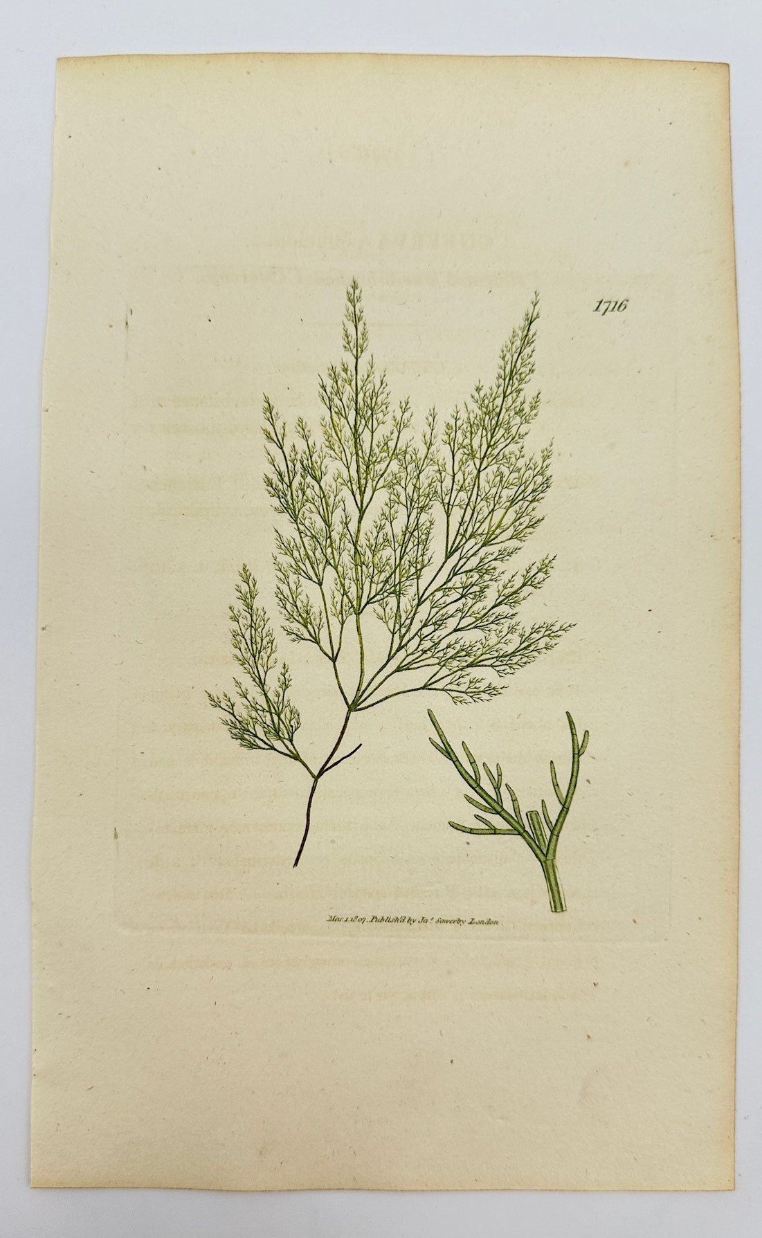 Antique Print - James Sowerby - Conferva Pellucida - Pellucid Сonferva - F1