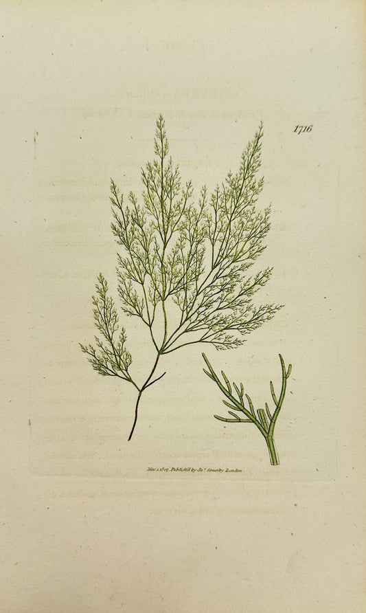 Antique Print - James Sowerby - Conferva Pellucida - Pellucid Сonferva - F1