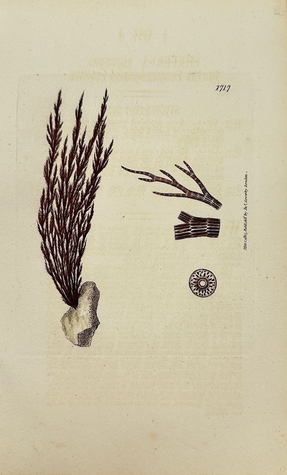 Antique Print - James Sowerby - Conferva Nigrescens - Blackening Conferva - F1