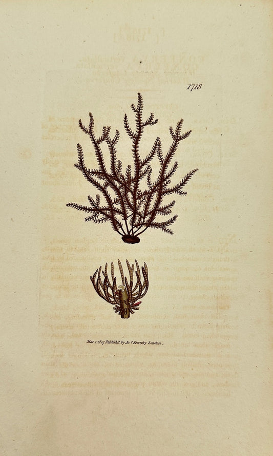 Antique Print - James Sowerby - Conferva Verticillata - Whorled Conferva - F1