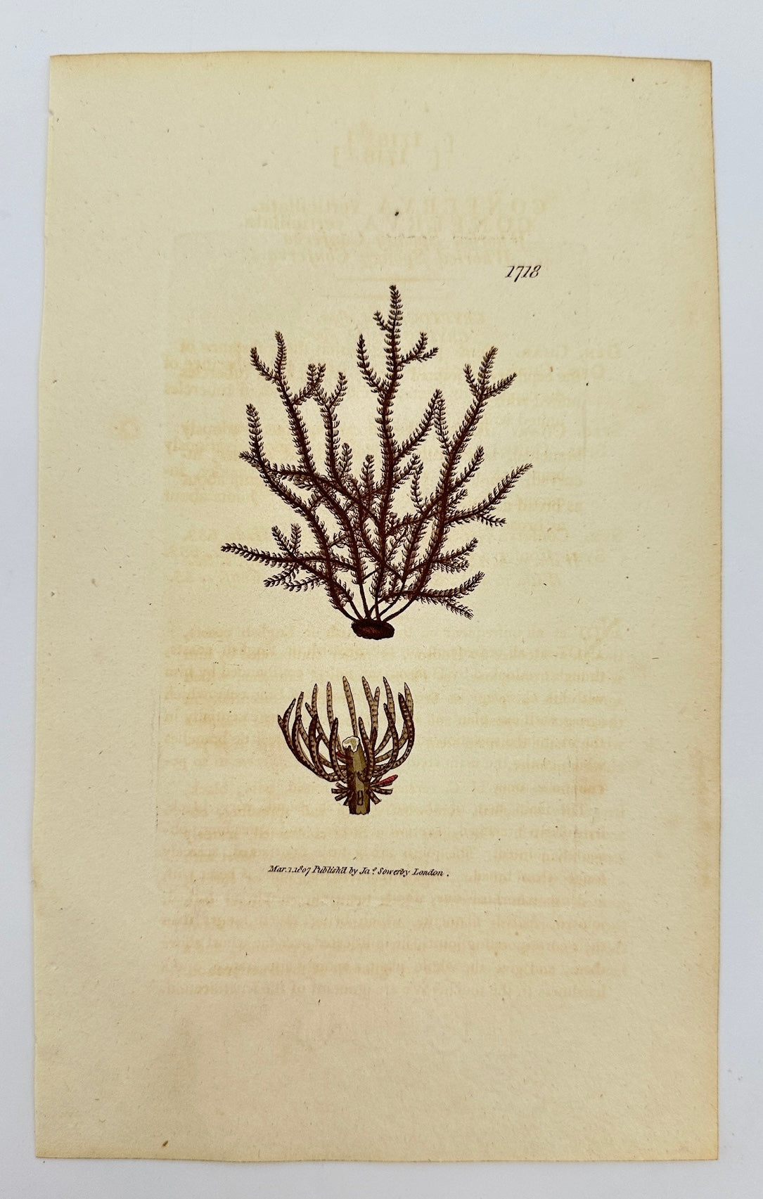 Antique Print - James Sowerby - Conferva Verticillata - Whorled Conferva - F1