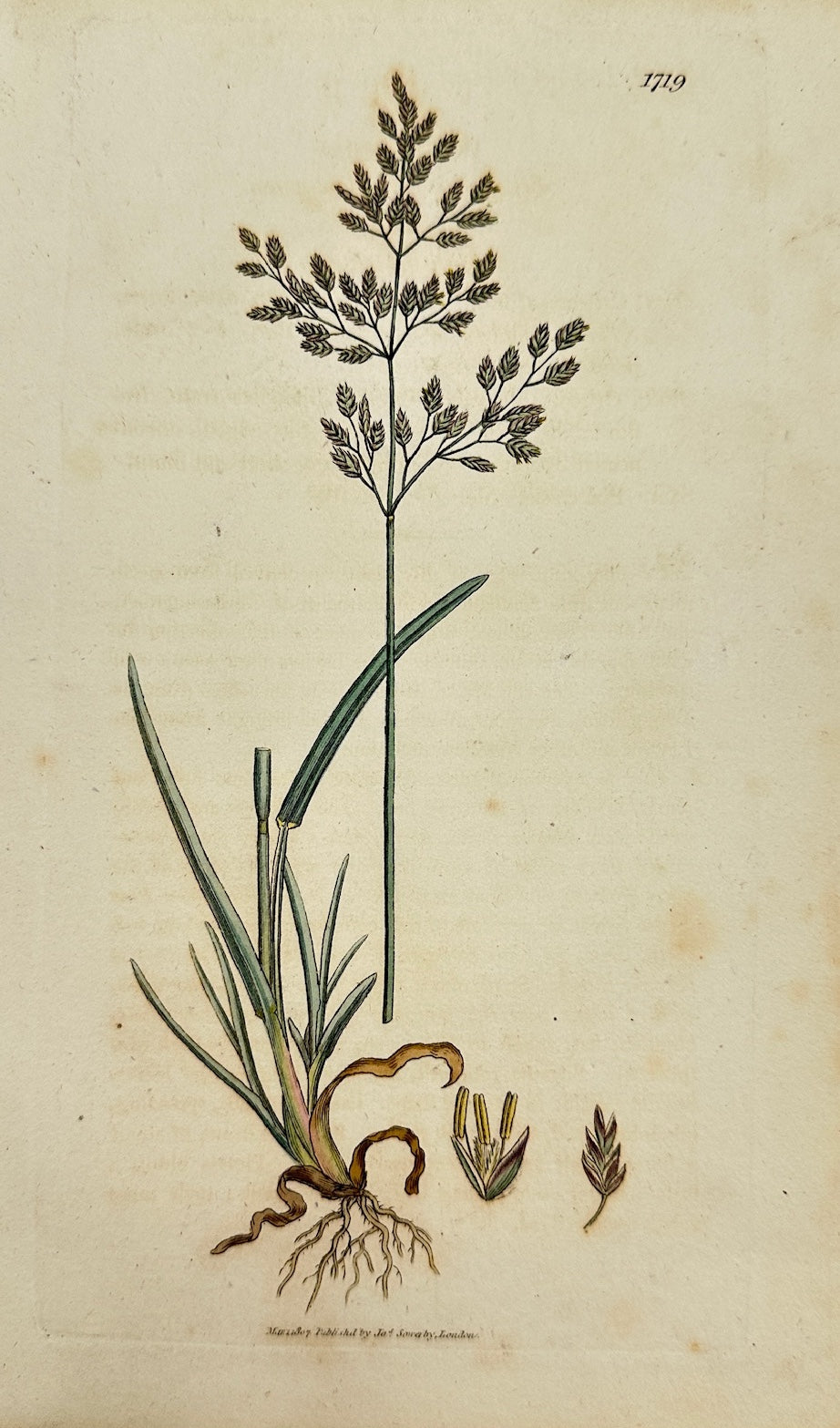 Antique Botanical Print - James Sowerby - Poa Cæsia - Bluegrass - F1