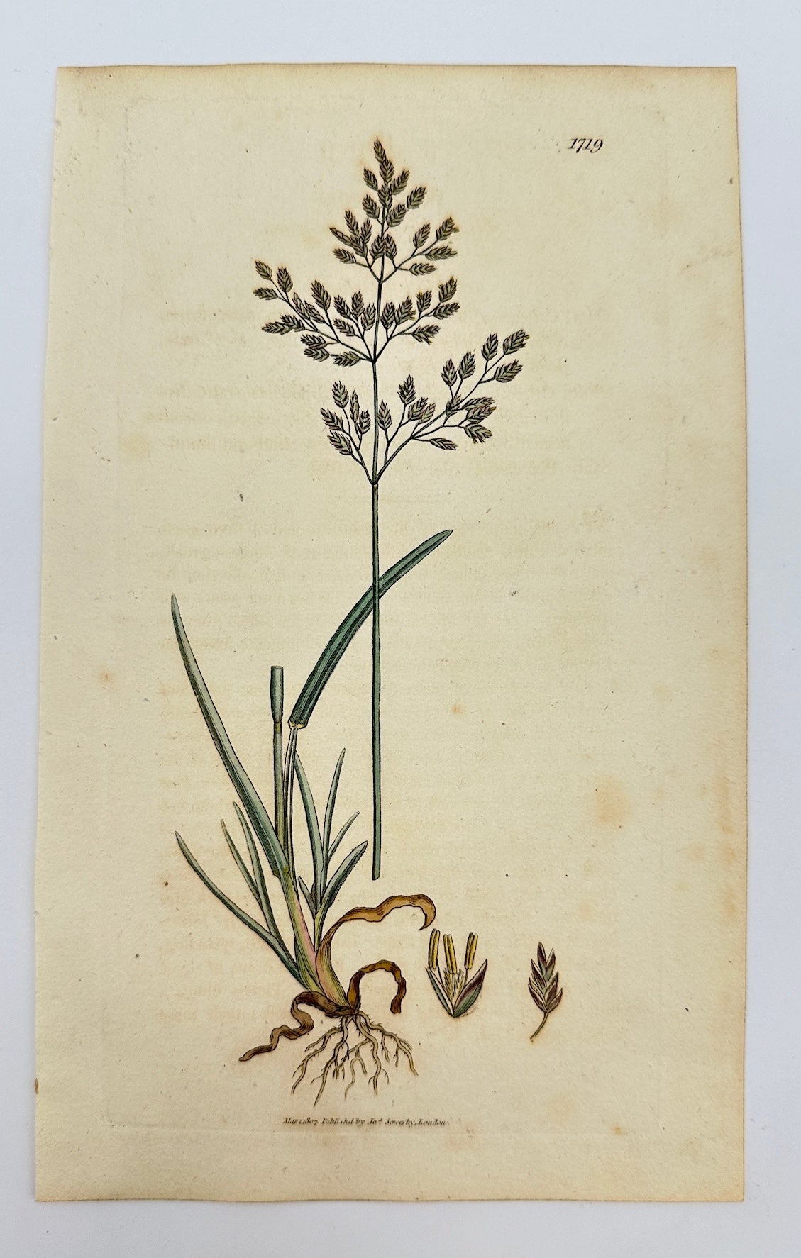 Antique Botanical Print - James Sowerby - Poa Cæsia - Bluegrass - F1