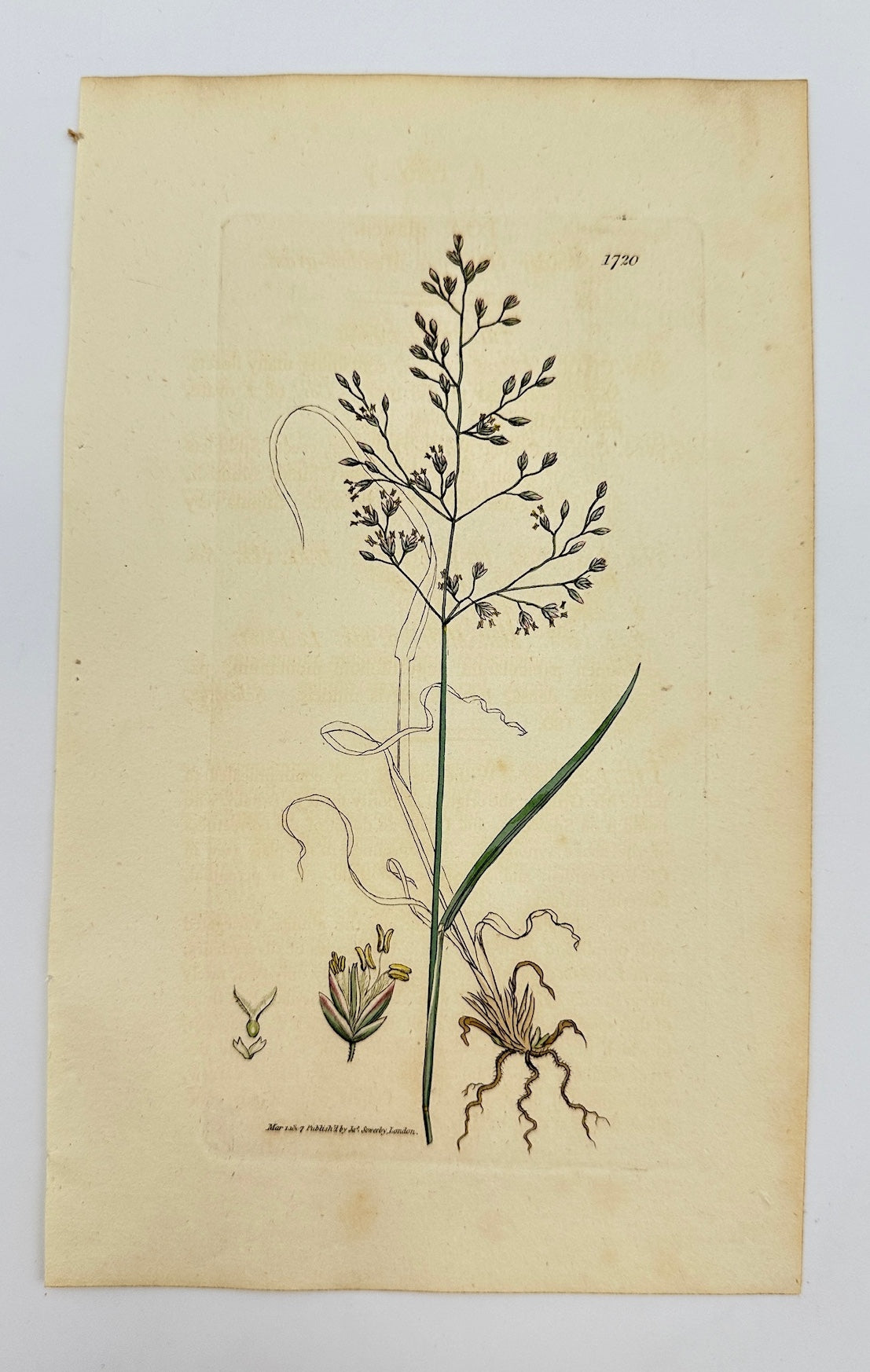 Antique Botanical Print - James Sowerby - Poa Glauca - Glaucous Bluegrass - F1