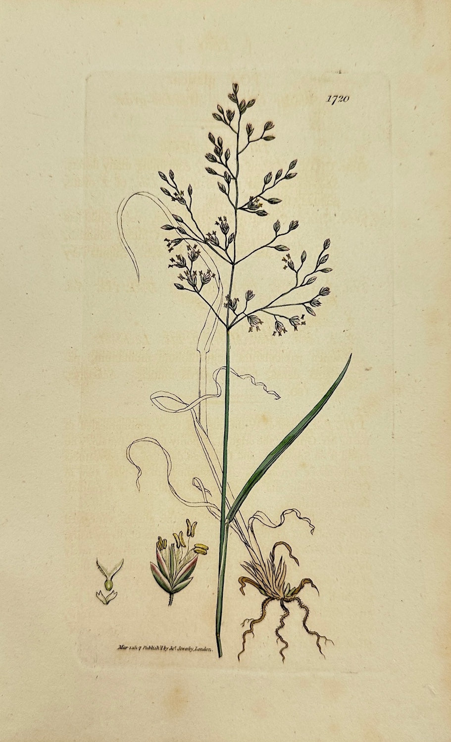 Antique Botanical Print - James Sowerby - Poa Glauca - Glaucous Bluegrass - F1