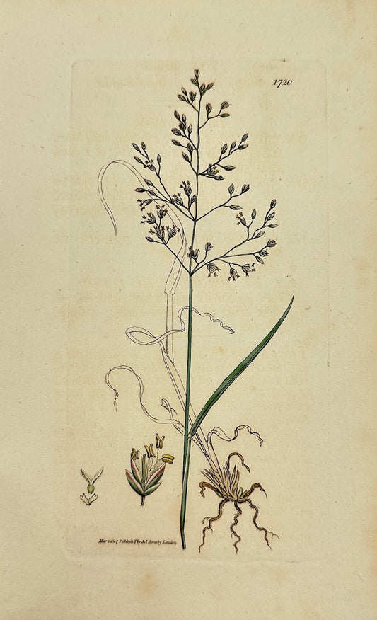 Antique Botanical Print - James Sowerby - Poa Glauca - Glaucous Bluegrass - F1