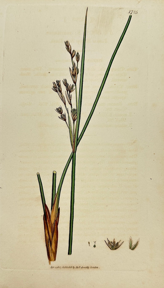 Antique Botanical Print - James Sowerby - Juncus Maritimus - Marsh Rush - F1