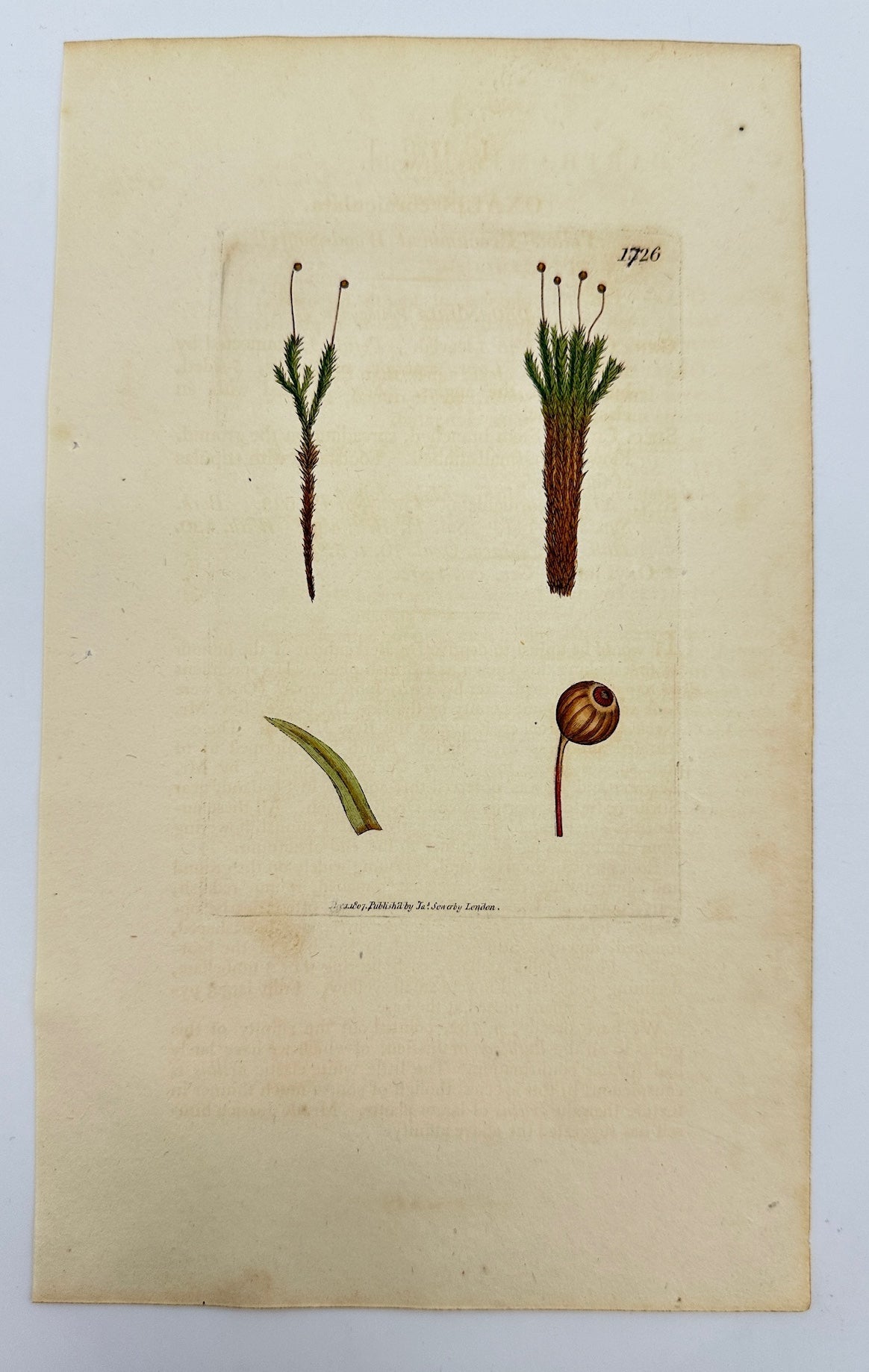 Antique Print - James Sowerby - Oxalis Corniculata - Creeping Wood Sorrel - F1