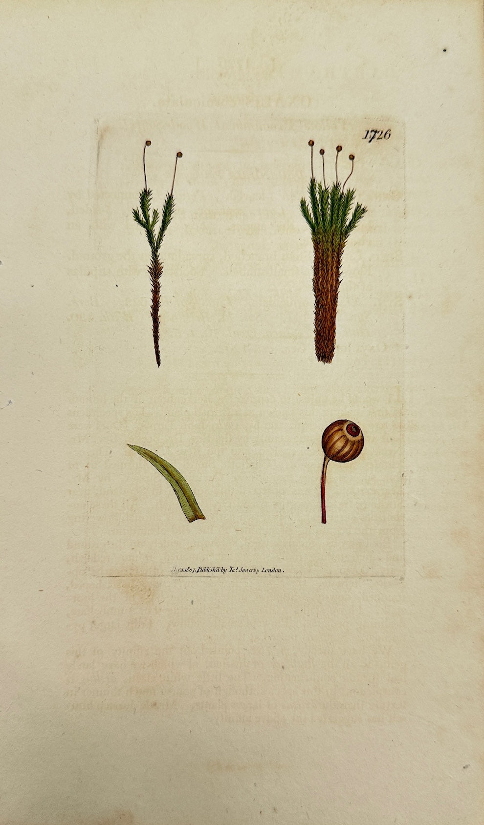 Antique Print - James Sowerby - Oxalis Corniculata - Creeping Wood Sorrel - F1