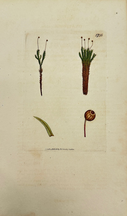 Antique Print - James Sowerby - Oxalis Corniculata - Creeping Wood Sorrel - F1