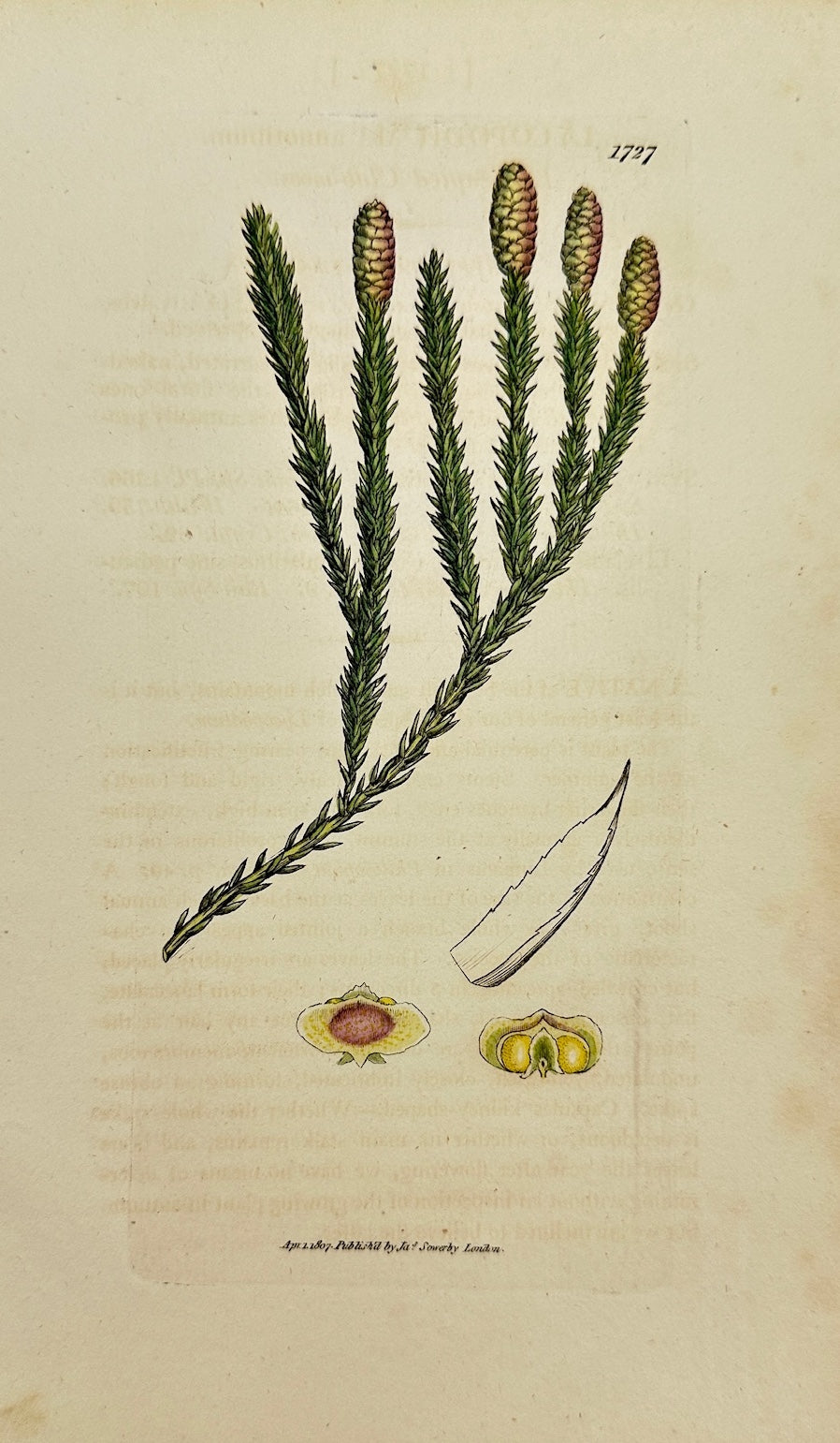 Antique Print - James Sowerby - Lycopodium Annotinum - Ground Cedar - F1