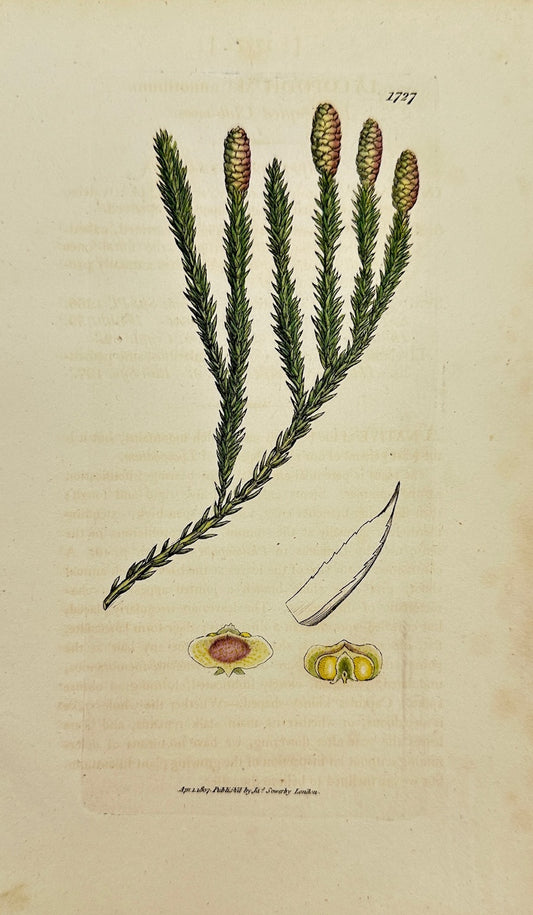 Antique Print - James Sowerby - Lycopodium Annotinum - Ground Cedar - F1