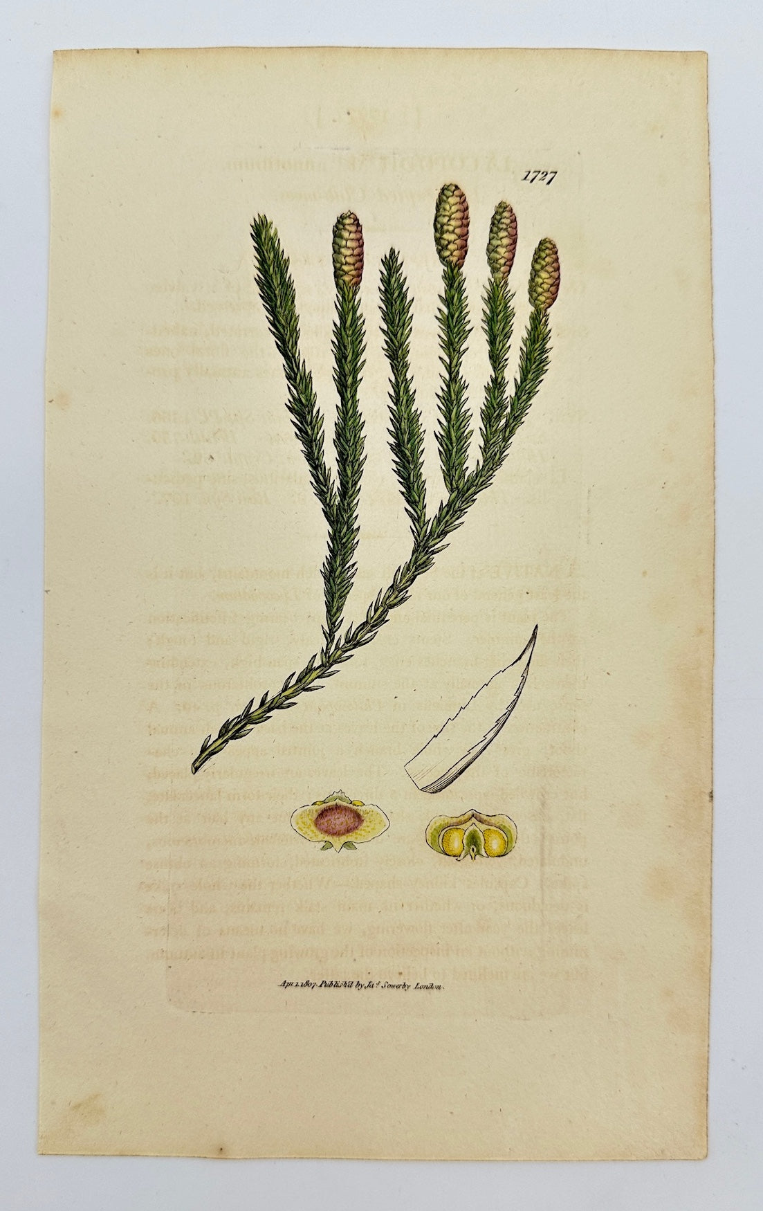 Antique Print - James Sowerby - Lycopodium Annotinum - Ground Cedar - F1