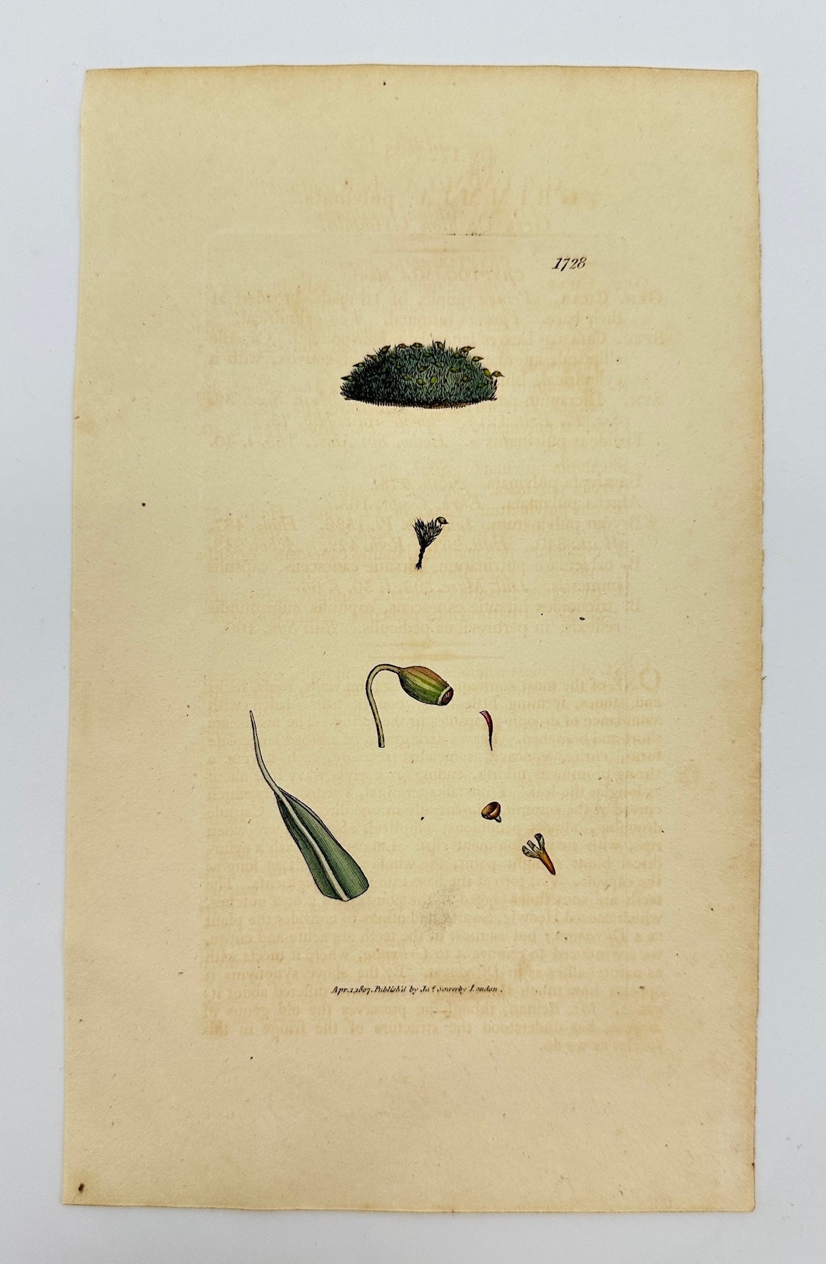 Antique Botanical Print - James Sowerby - Grimmia Pulvinata - Cushion Moss - F1