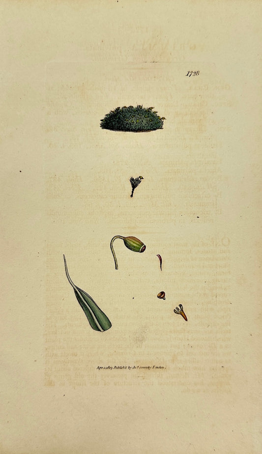 Antique Botanical Print - James Sowerby - Grimmia Pulvinata - Cushion Moss - F1