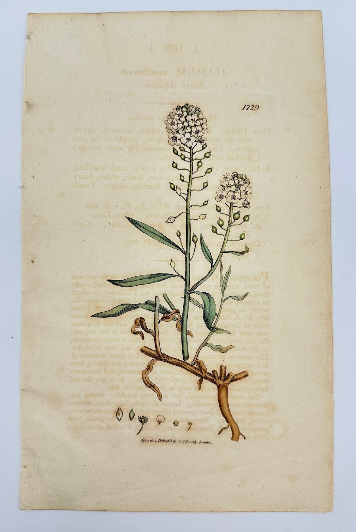 Antique Botanical Print - James Sowerby - Alyssum Maritimum - Sea Alyssum - F1