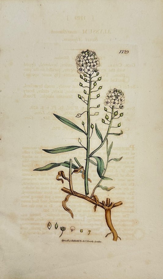 Antique Botanical Print - James Sowerby - Alyssum Maritimum - Sea Alyssum - F1