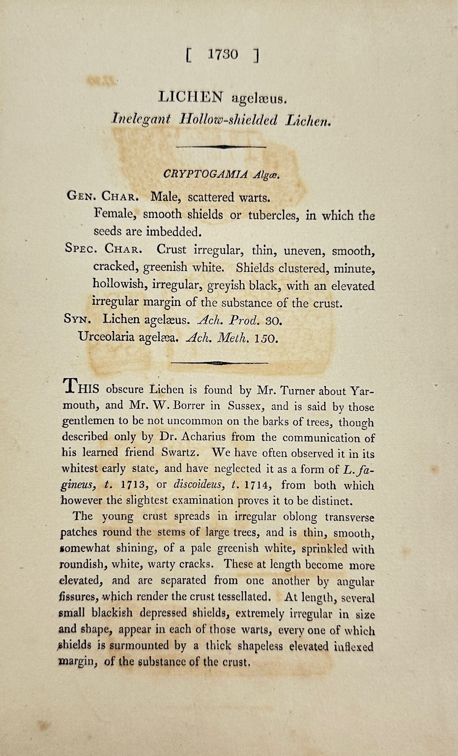 Antique Botanical Print - James Sowerby - Lichen Agelæus - Lichen Agelæus - F1