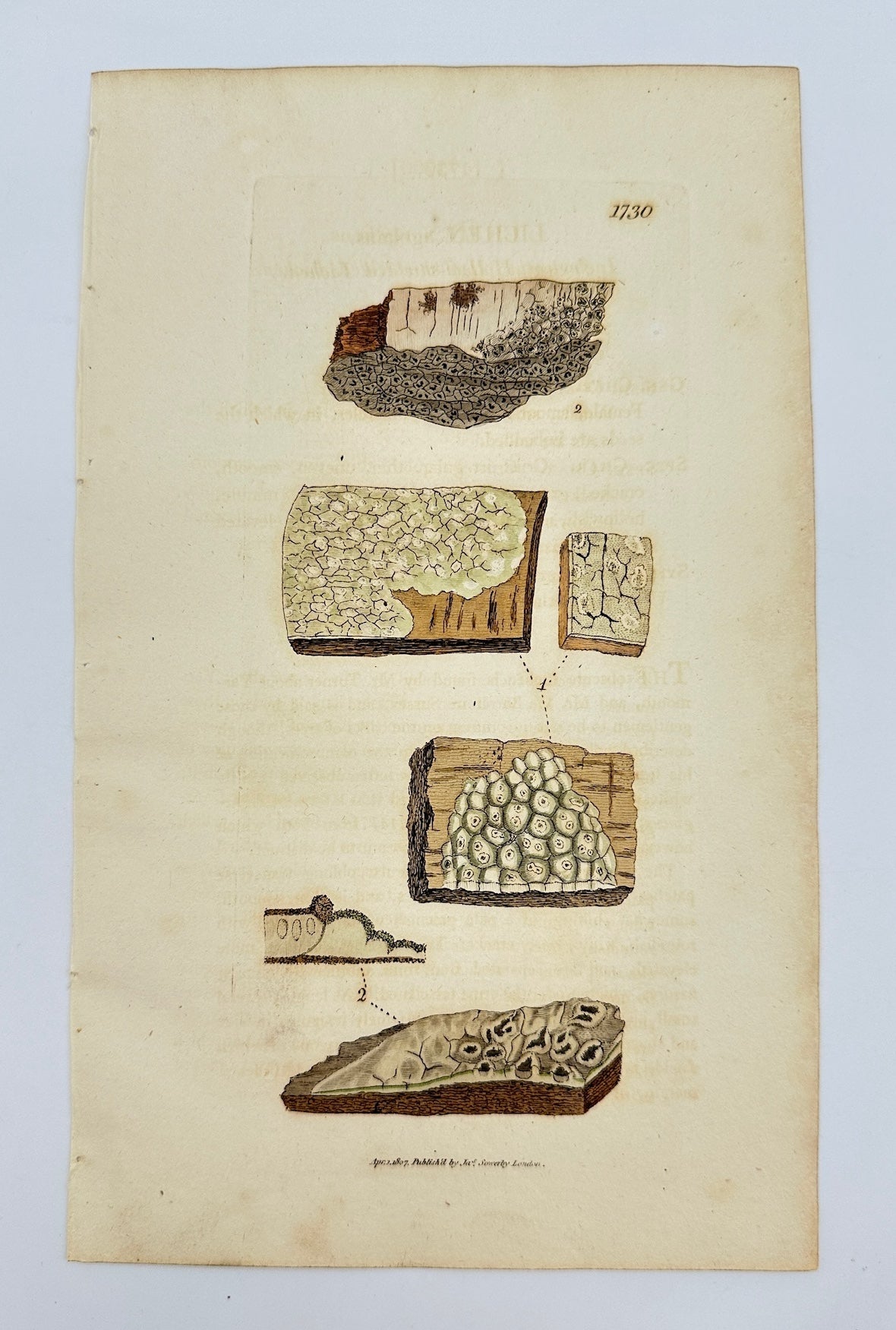 Antique Botanical Print - James Sowerby - Lichen Agelæus - Lichen Agelæus - F1