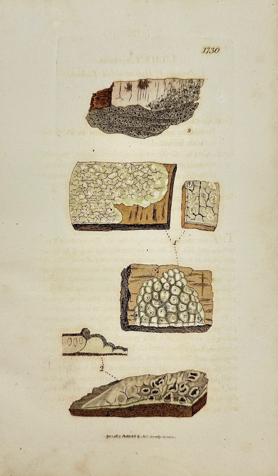 Antique Botanical Print - James Sowerby - Lichen Agelæus - Lichen Agelæus - F1