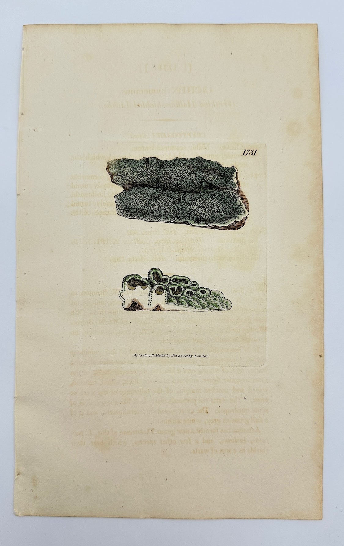 Antique Botanical Print - James Sowerby - Lichen Hymenius - Lichen Hymenius - F1
