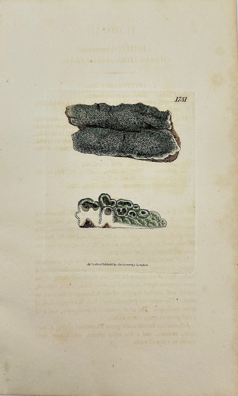 Antique Botanical Print - James Sowerby - Lichen Hymenius - Lichen Hymenius - F1