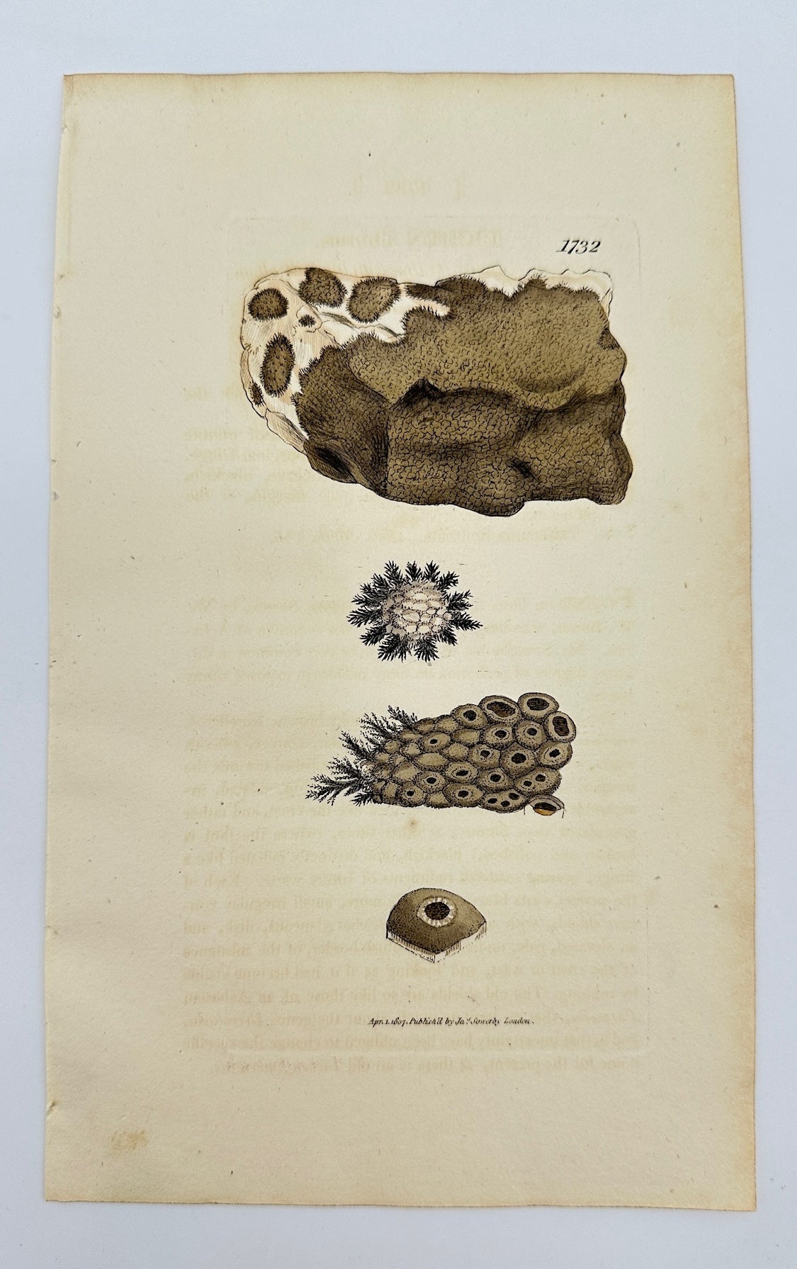 Antique Botanical Print - James Sowerby - Lichen Fibrosus - Fibrous Lichen - F1