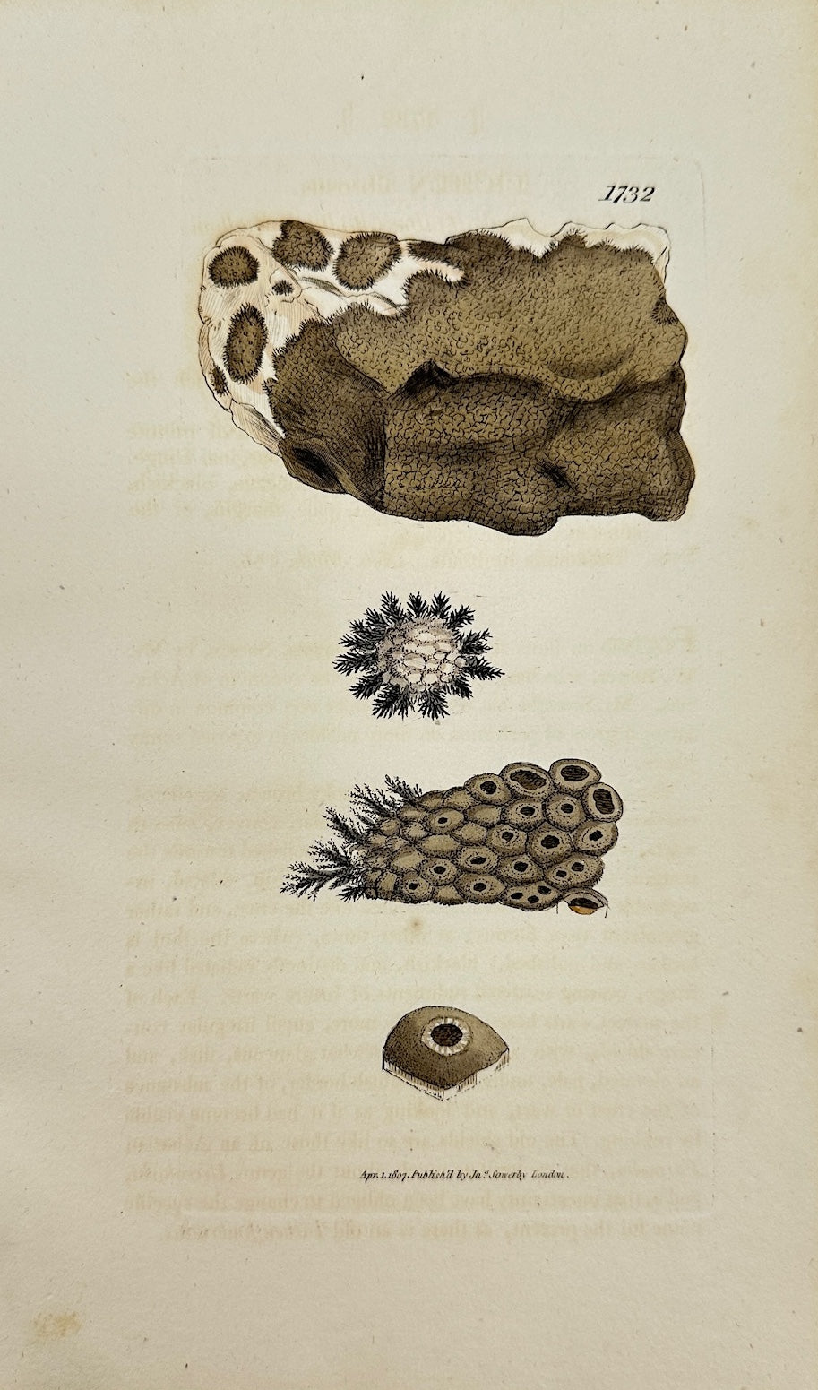 Antique Botanical Print - James Sowerby - Lichen Fibrosus - Fibrous Lichen - F1