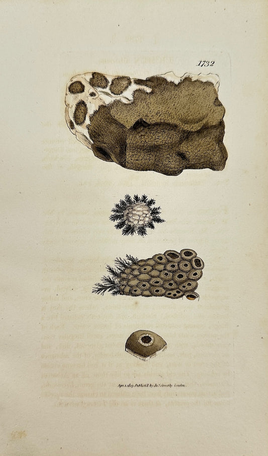 Antique Botanical Print - James Sowerby - Lichen Fibrosus - Fibrous Lichen - F1