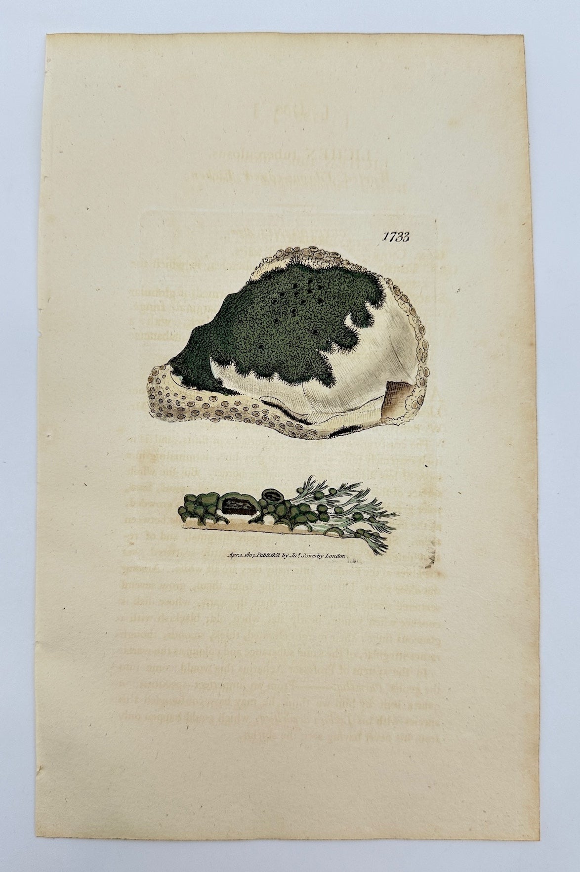 Antique Print - James Sowerby - Lichen Tuberculosus - Tuberculous Lichen - F1