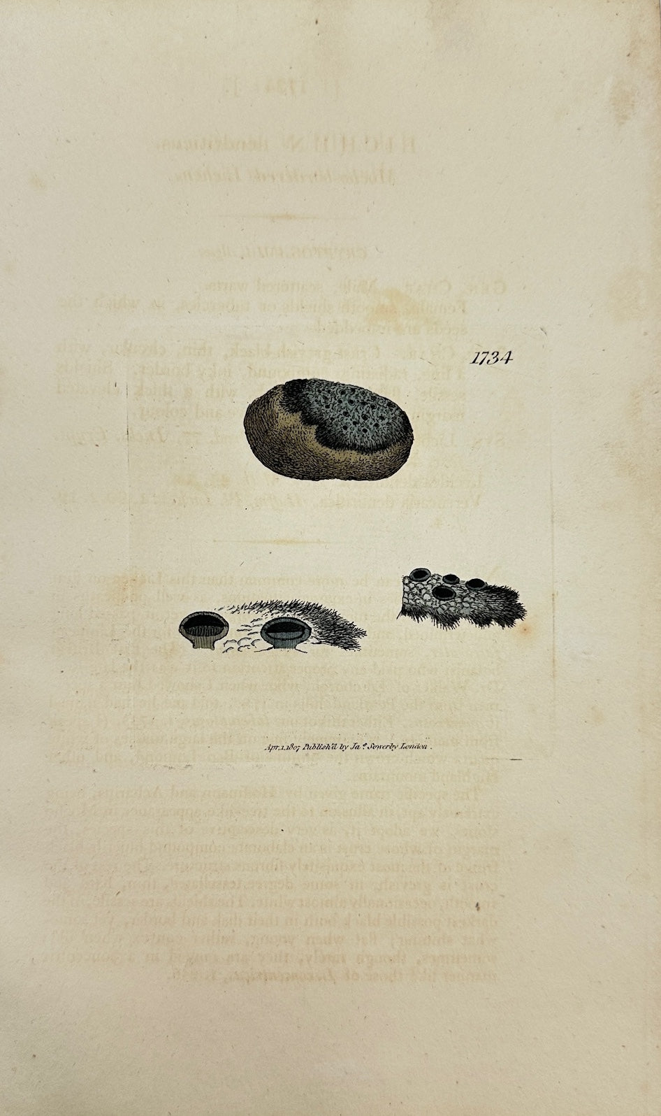 Antique Print - James Sowerby - Lichen Dendriticus - Dendritic Lichen - F1