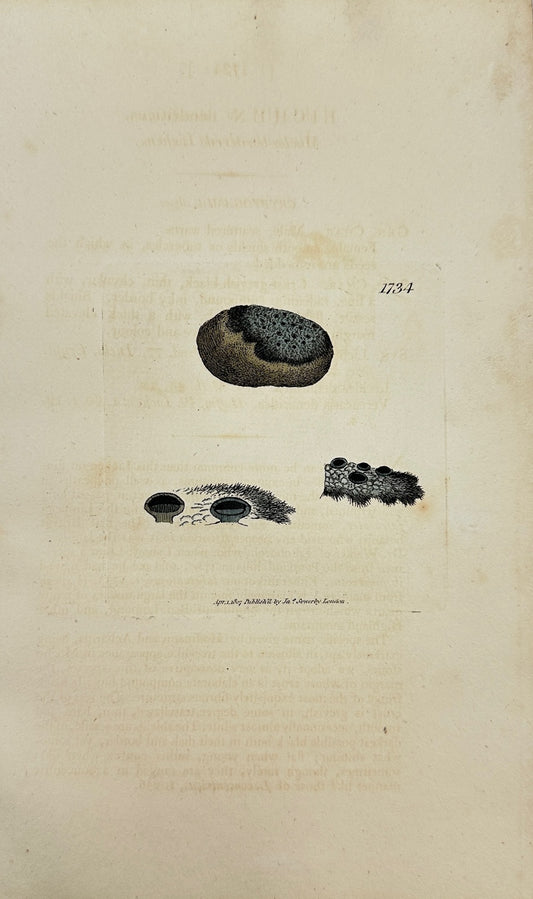 Antique Print - James Sowerby - Lichen Dendriticus - Dendritic Lichen - F1
