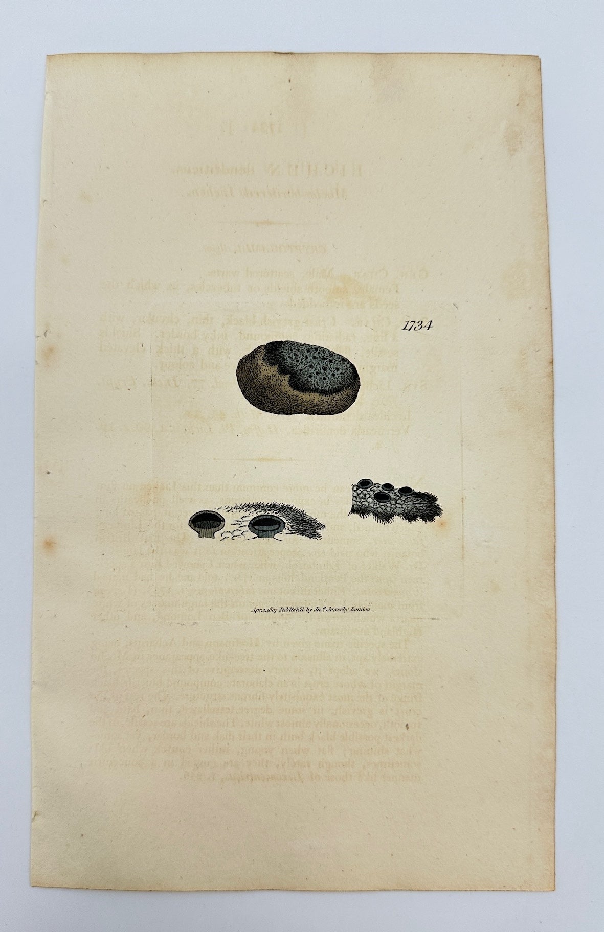 Antique Print - James Sowerby - Lichen Dendriticus - Dendritic Lichen - F1